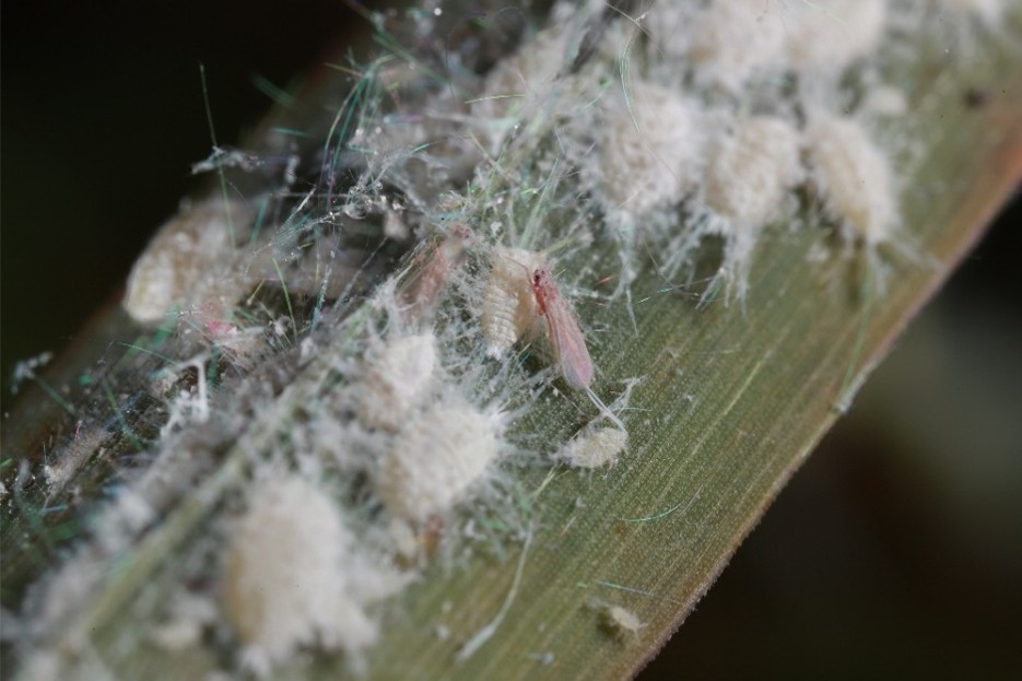 A bug with pink wings among many fuzzy white bugs on a blade of grass