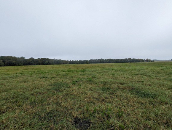 A pasture with forest in the background
