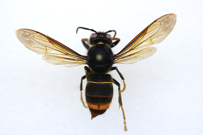 An adult yellow-legged hornet