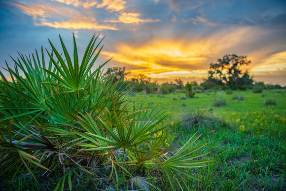 Closeup of palmettos on a ranch at sunrise