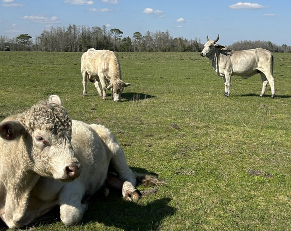 Cream-colored cattle in a green pasture
