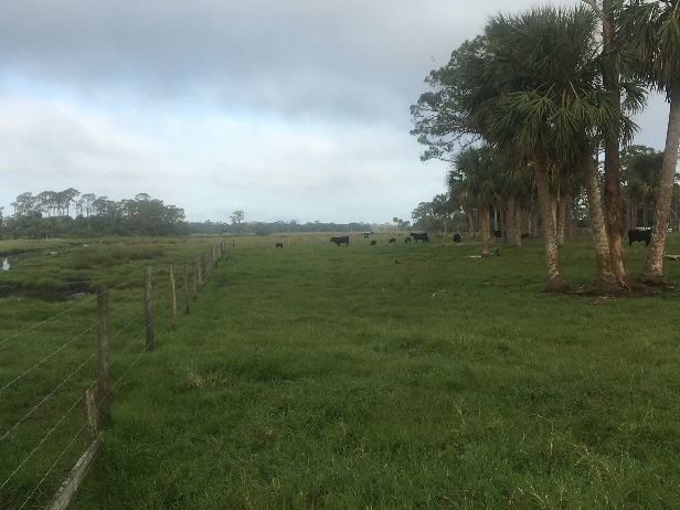 A pasture dotted with cattle