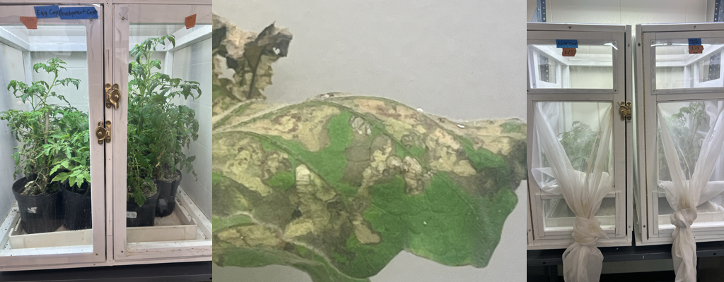 A cage in a lab full of tomato plants, a leaf with insect damage, and a cage in a lab covered in mesh