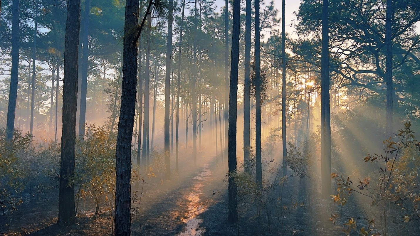 Sunlight pouring through a forest of pine trees