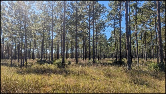 A pine forest in Florida on a sunny day