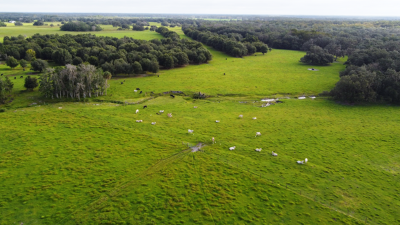 Aerial view of green pasture and forested areas