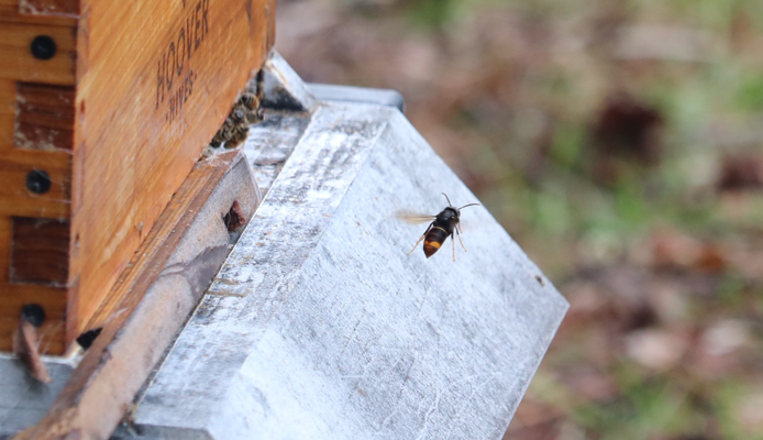 A hornet near a honey bee hive