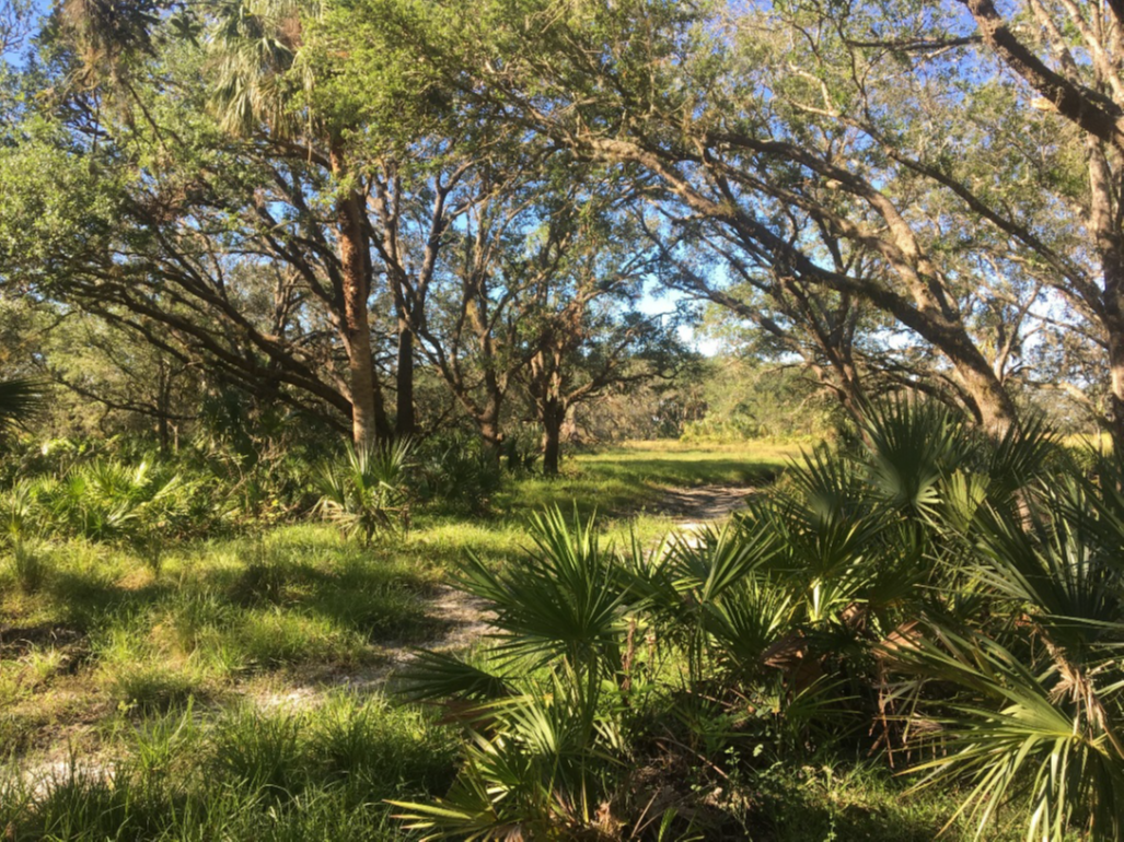 A path under trees and through palmettos