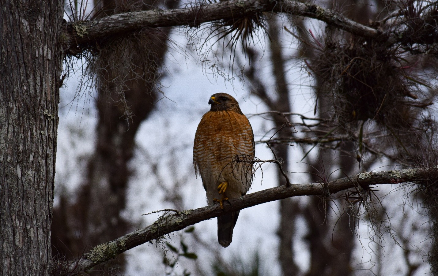 A hawk sitting on the branch of a tree in a forest