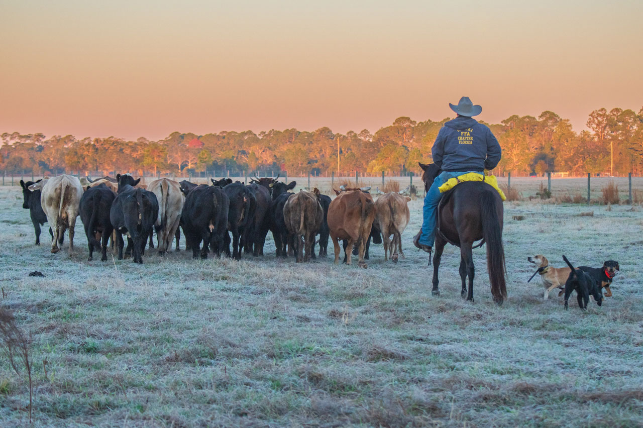 A man on horseback herding cattle in a pasture