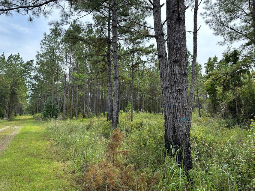 A dirt road leading into a pine forest