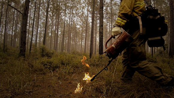 A forest ranger conducting a prescribed burn in a forest