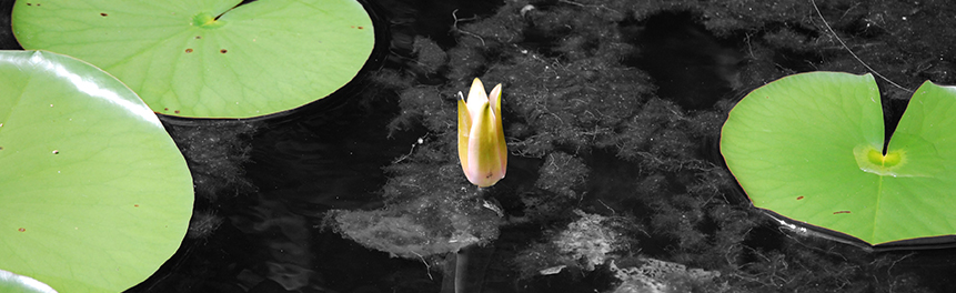 Lily pads and a waterlily