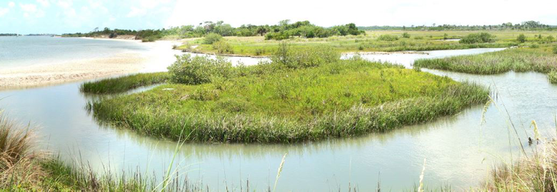A wetland area