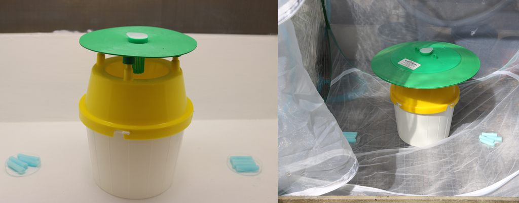 A yellow and green bucket trap in a lab, and a yellow and green bucket trap in a greenhouse