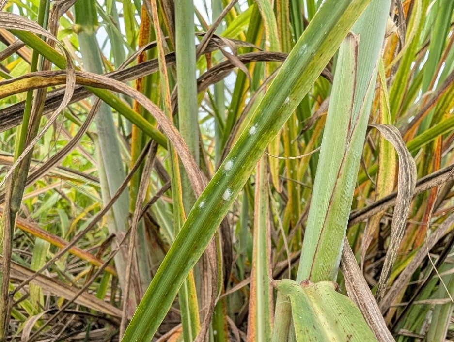 Sugarcane with damaged yellow and brown leaves