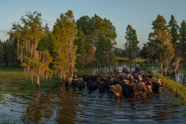 Cowboys and cattle in a wetland at sunset
