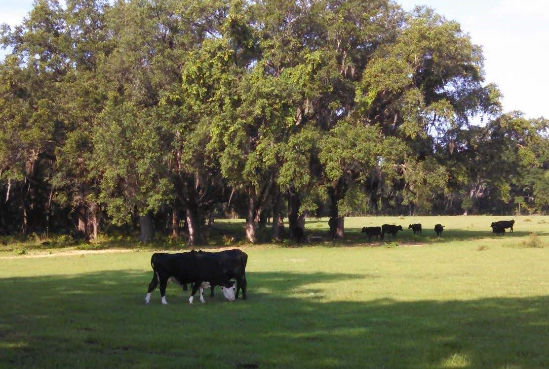 Press Release Image cows
