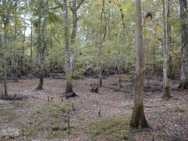 Cypress trees growing in a wetland area