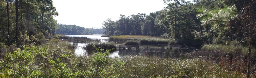 A wetland area in a forest
