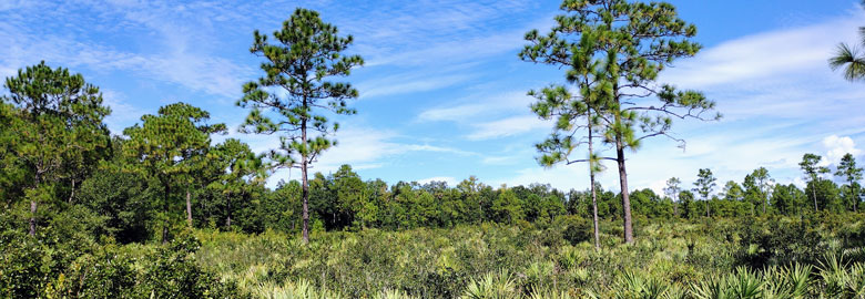 A pine forest under a blue sky