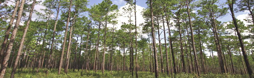 A pine forest