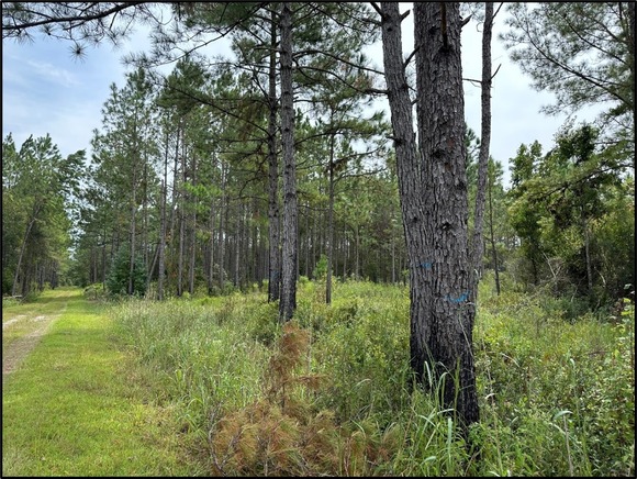 A pine forest with a dirt road leading through it