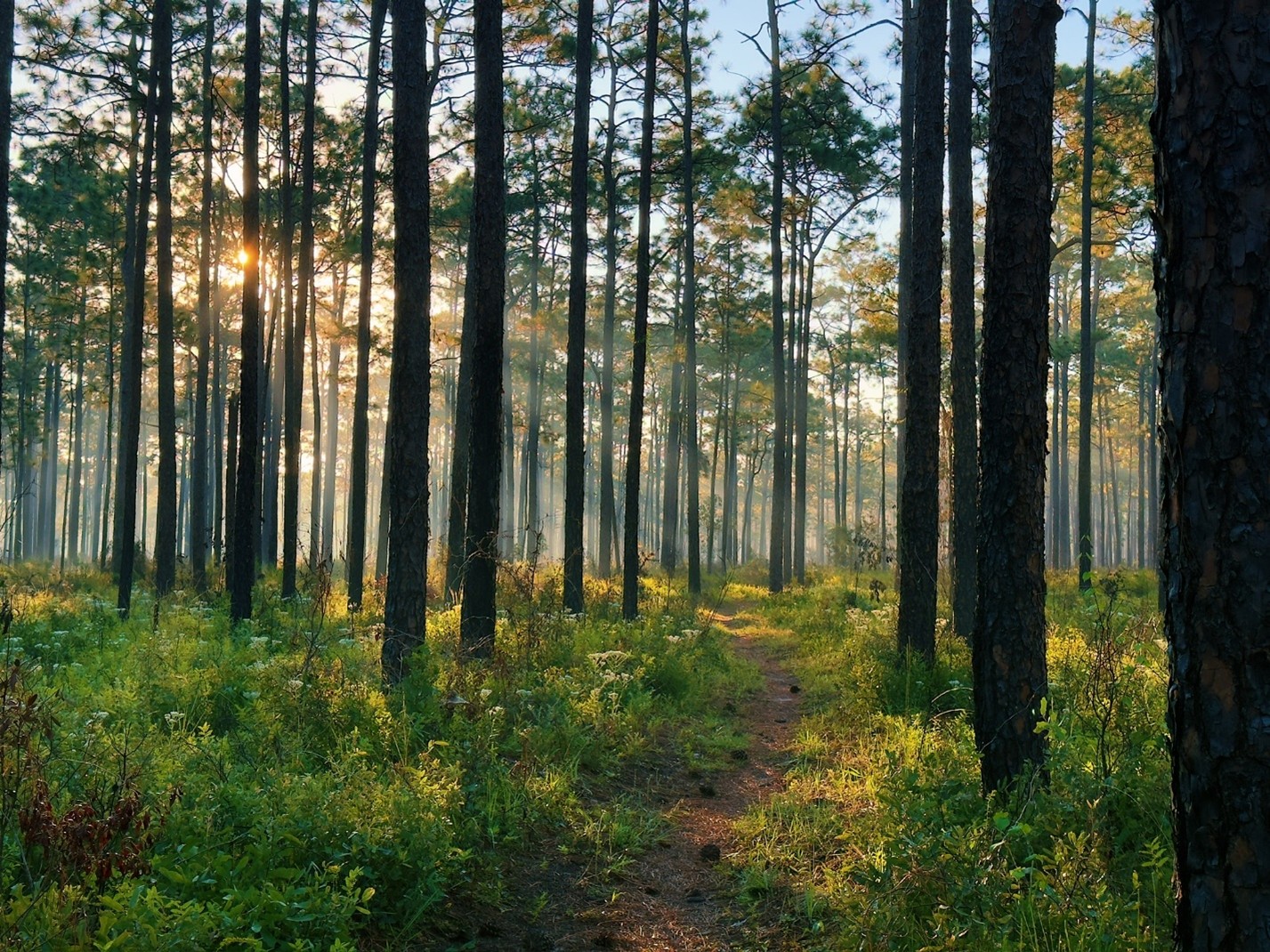 A trail leading into a pine forest, with sun slanting through the trees