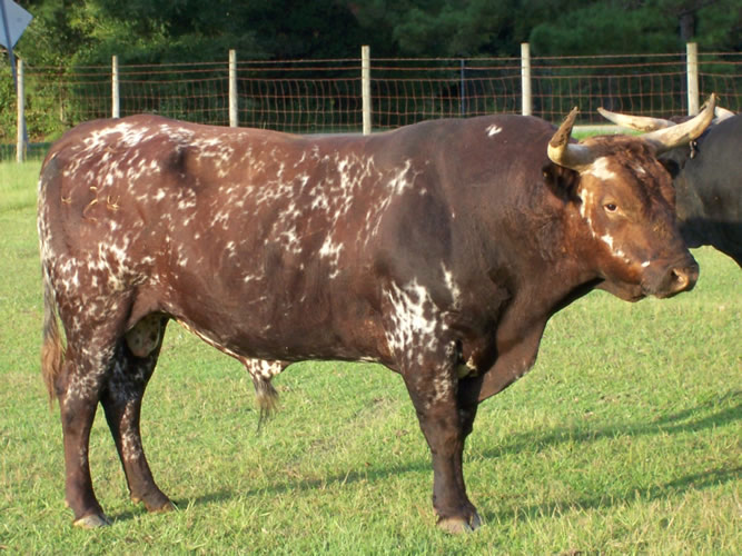 A large brown bull with white spots in a field