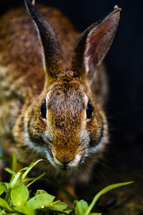 A close-up of a wild rabbit in a forest