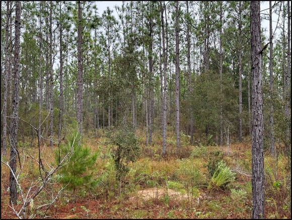 A pine forest in Florida