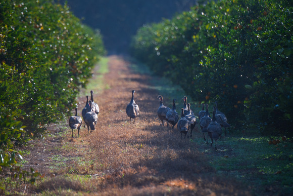 Turkeys walking between rows of citrus trees