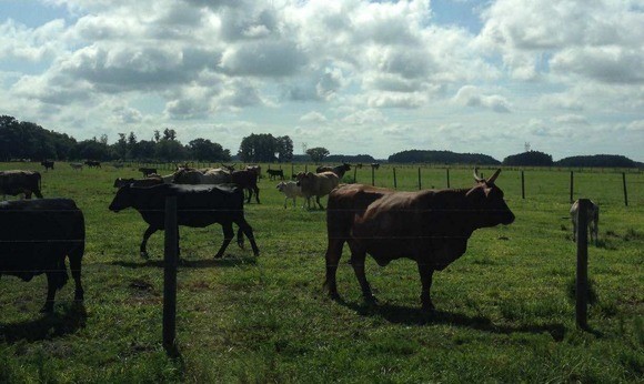 Heart Bar Ranch, Osceola County, Florida