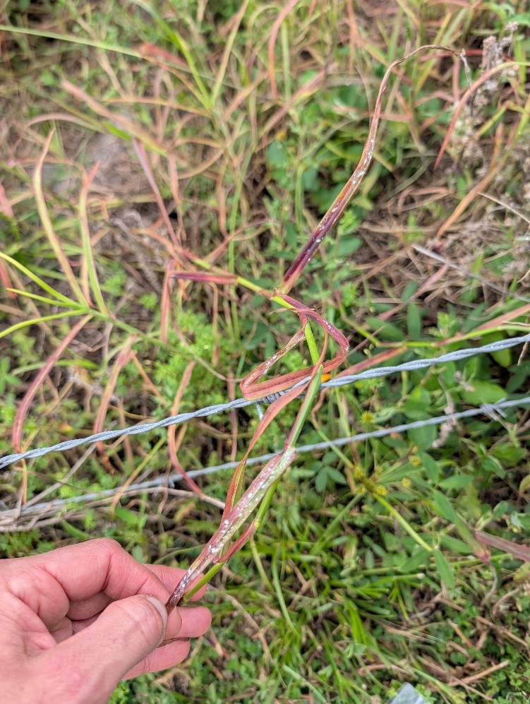 A hand holding a red blade of grass with fuzzy white bugs on it