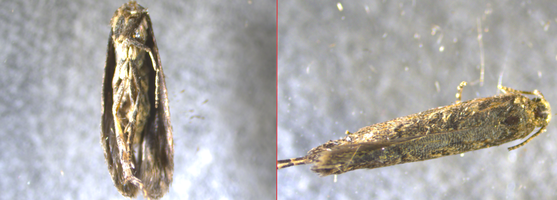 Front and side views of a light brown moth