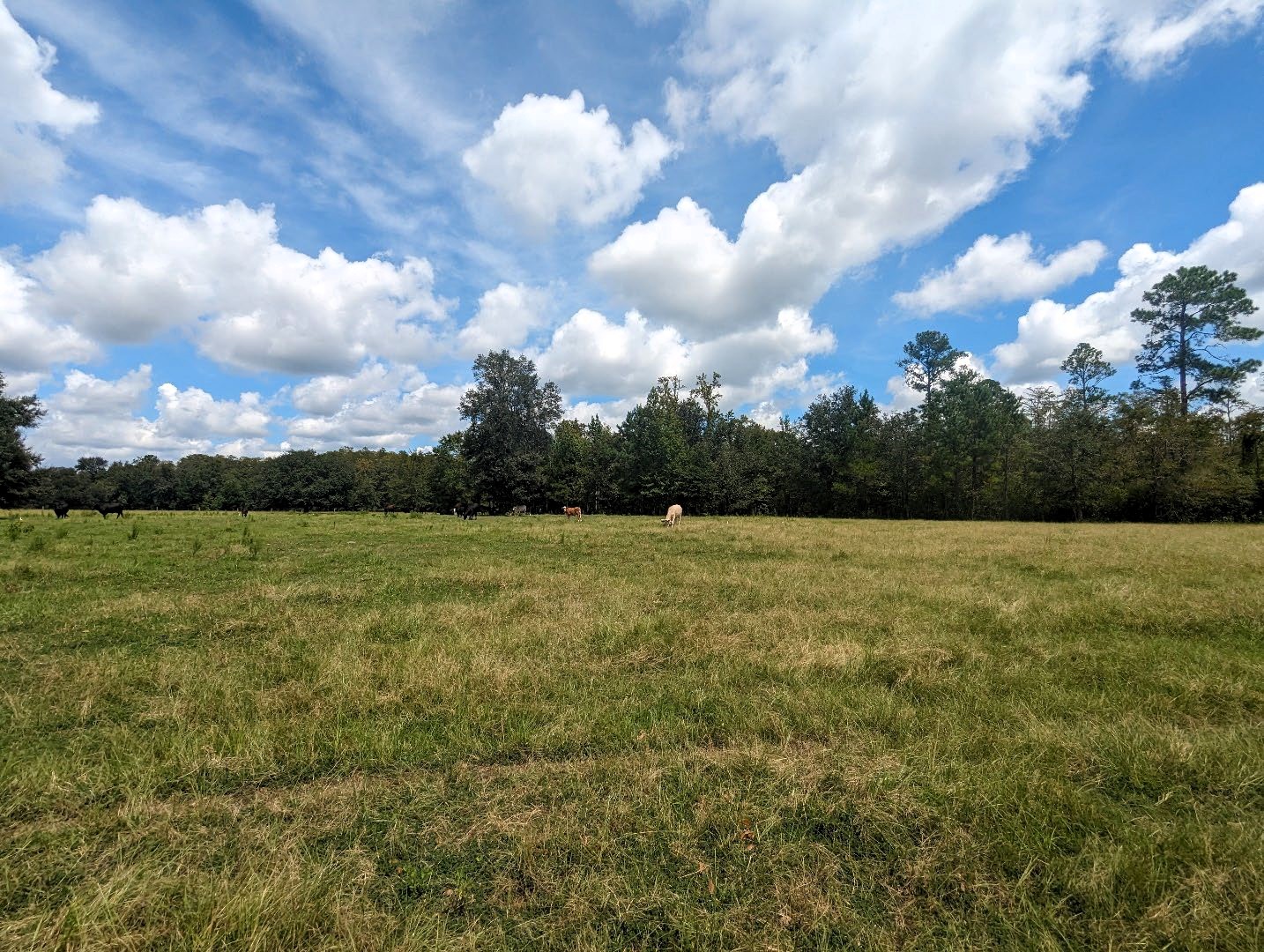 Kip Whaley Ranch, Madison County, Florida