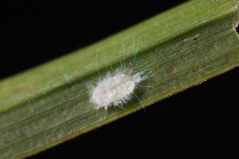 A fuzzy white bug on a blade of grass
