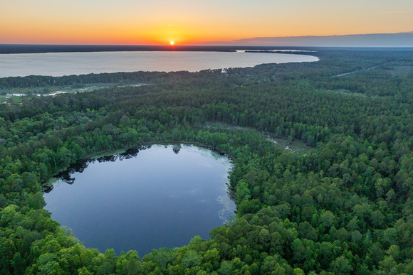 Aerial view of pine plantation