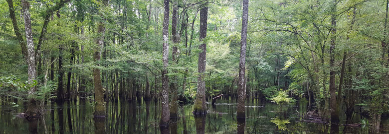 Trees growing in a wetland area