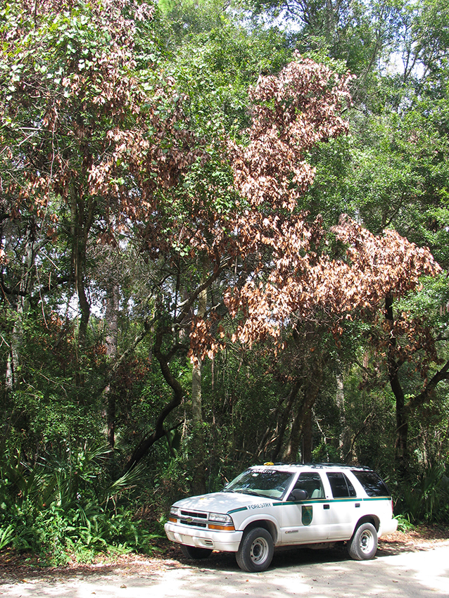 Redbay tree damaged by ambrosia beetles
