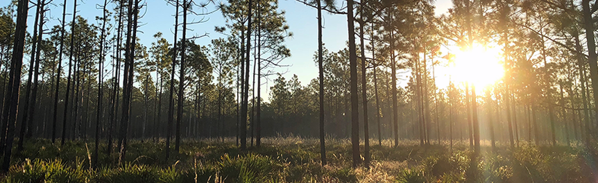 A pine forest at sunrise