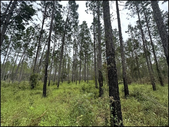 A pine forest