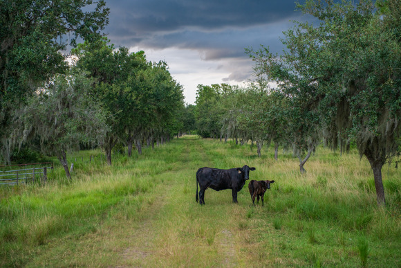 A cow and calf standing in a pasture under a cloudy sky