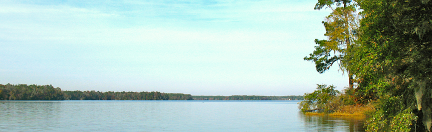 A lake surrounded by forest