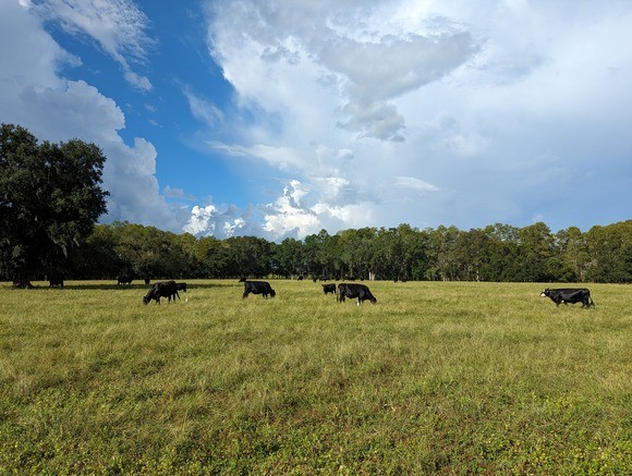 cattle in pasture