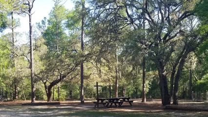 A campsite under the trees