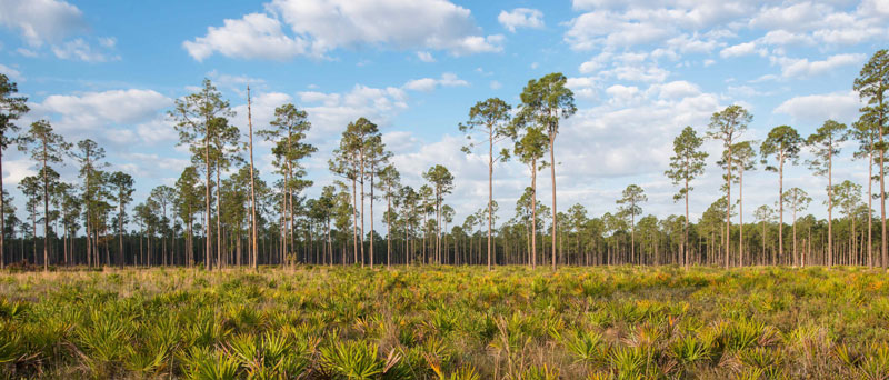 Trees in a pasture