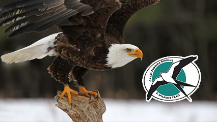 A bald eagle and the Great Florida Birding and Wildlife Trail logo