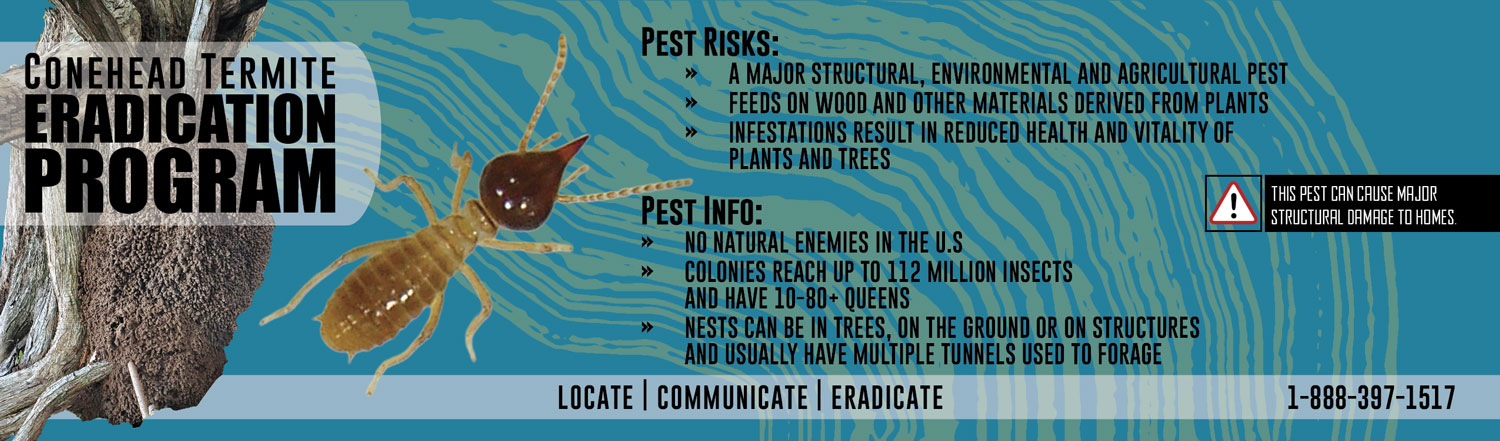 Conehead Termite Eradication Program. Locate, Communicate, Eradicate. 1-888-397-1517. This pest can cause major structural damage to homes.
