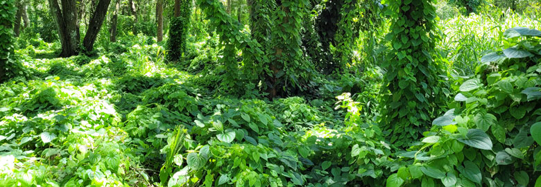 Air Potato Vine Biological Control - Florida Department of Agriculture &  Consumer Services